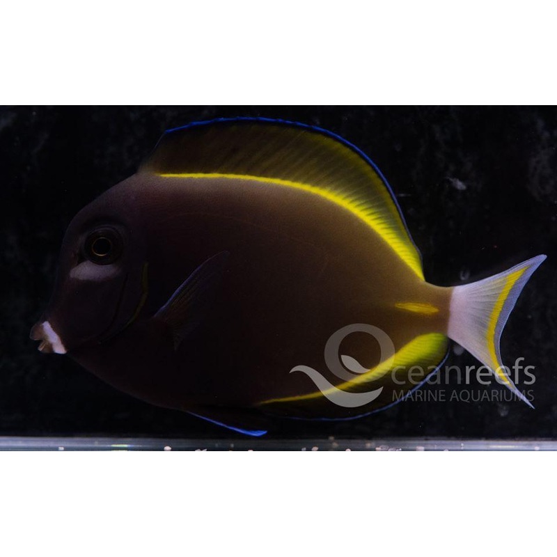 Powder Black Tang