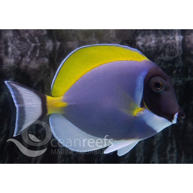 Powder Blue Tang