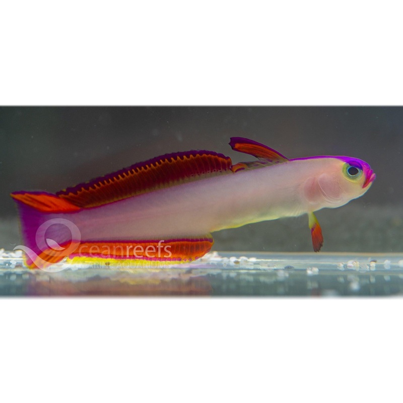 Purple Decora Goby
