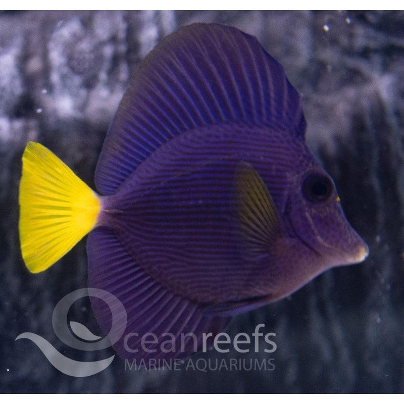 Purple Tang