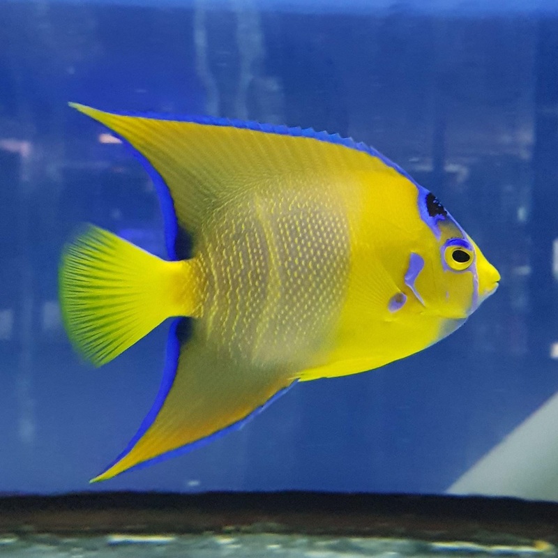 Queen Angelfish (Adult)