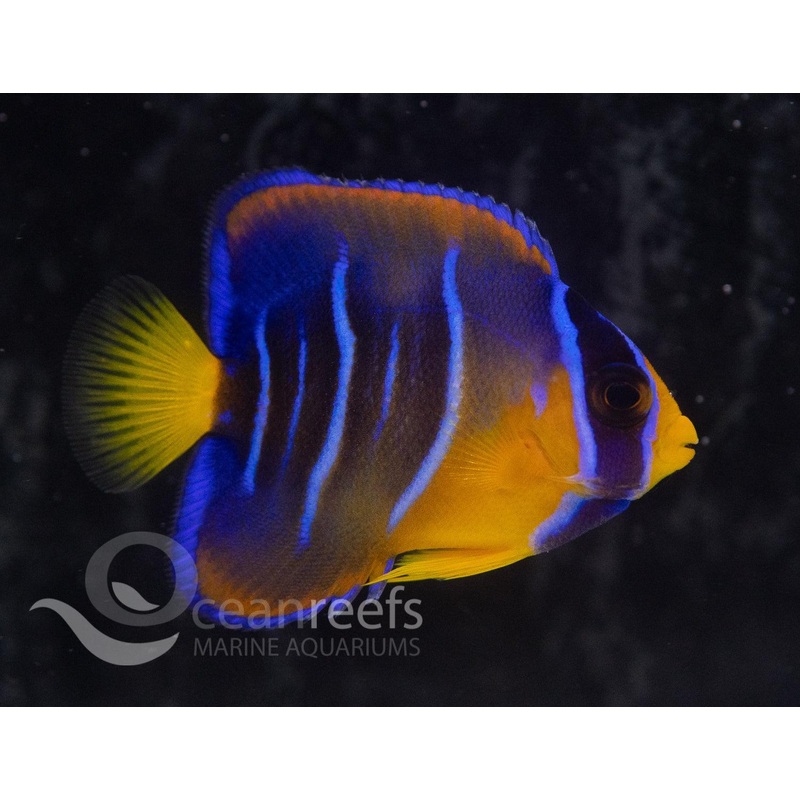 Queen Angelfish (Juvenile)