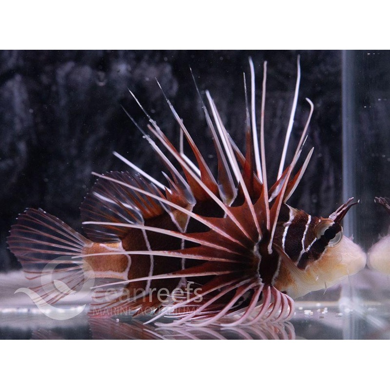Radiata Lionfish