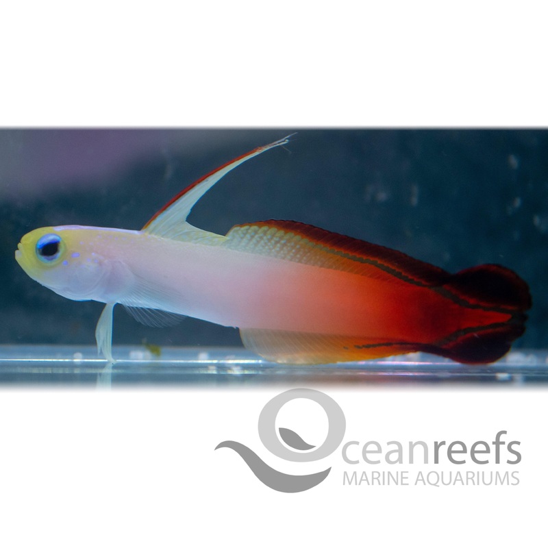 Red Firetail Goby