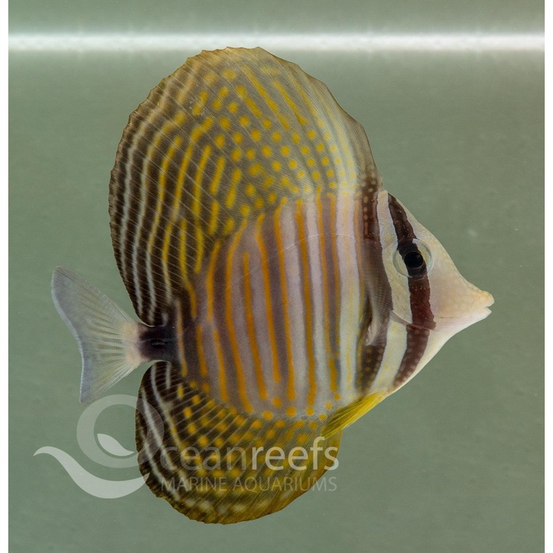 Redsea Sailfin Tang