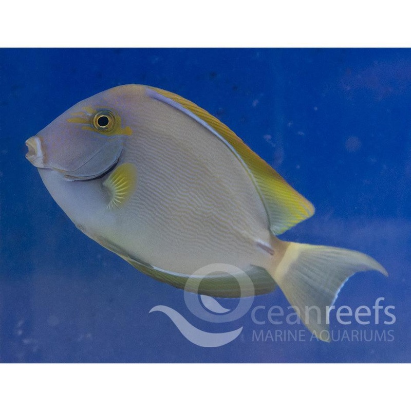 Ring Tailed Tang
