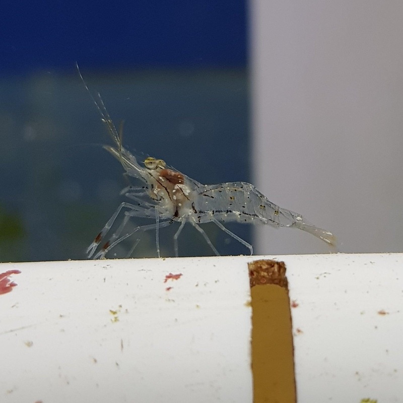 Saltwater Glass Shrimp