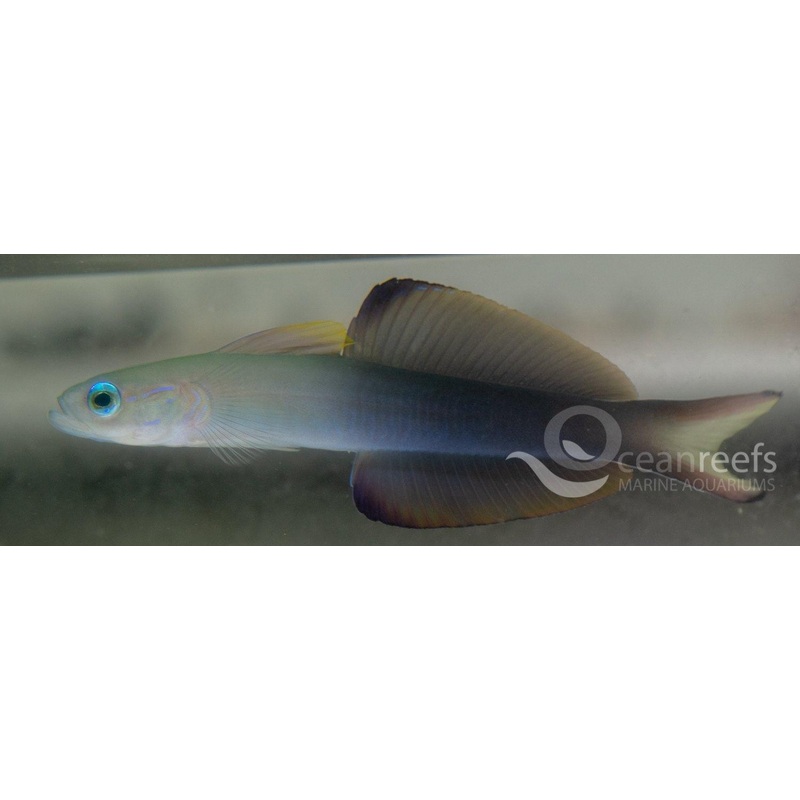 Scissortail Dartfish