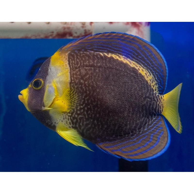 Scribbled Angelfish (Female)