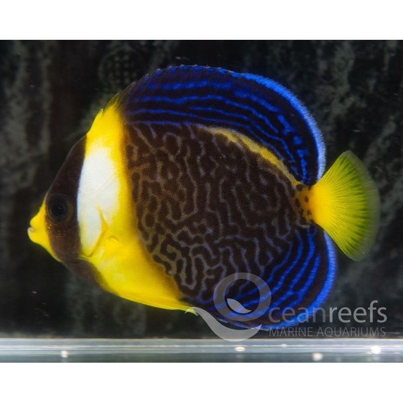 Scribbled Angelfish (Juvenile)