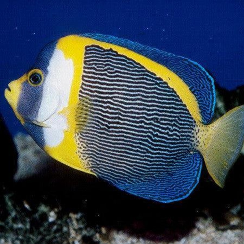 Scribbled Angelfish (Male)