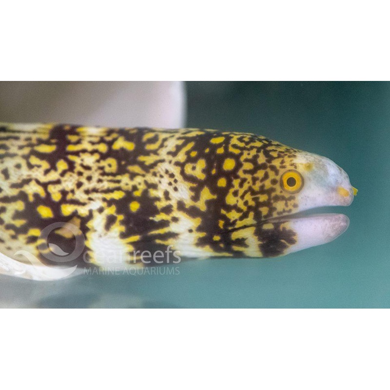 Snowflake Eel