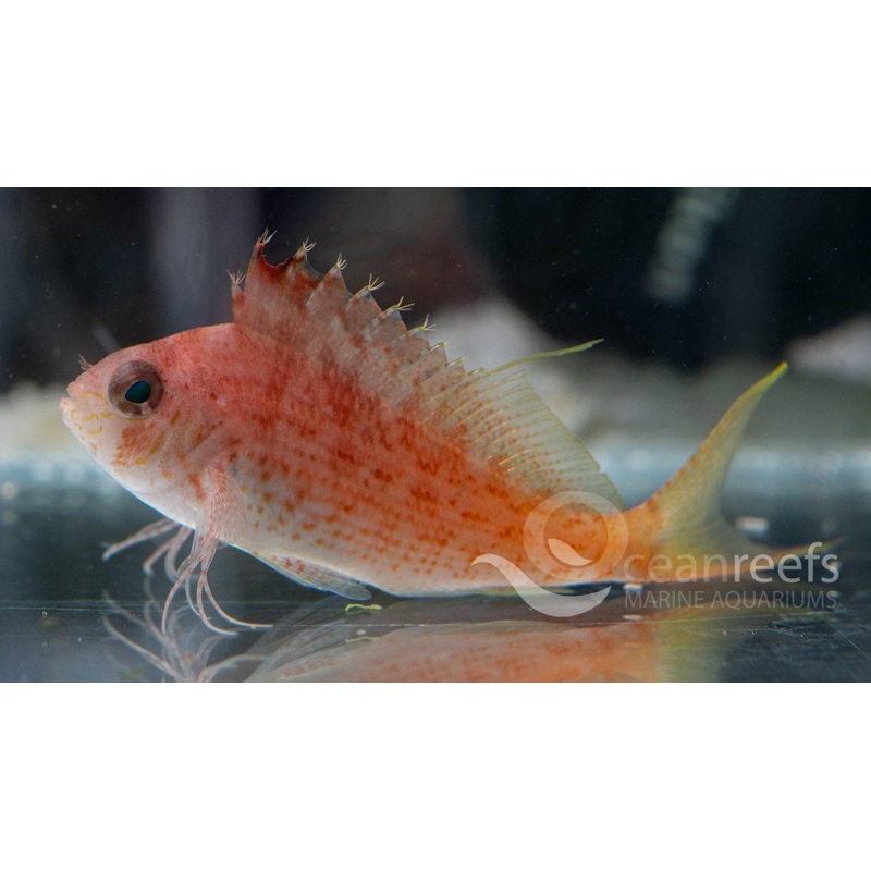 Soaring Hawkfish
