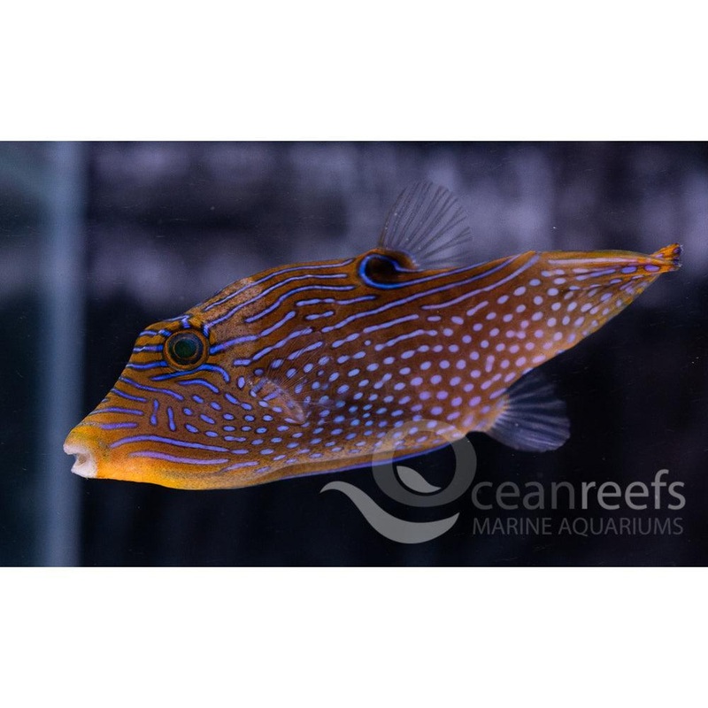 Solandri Puffer