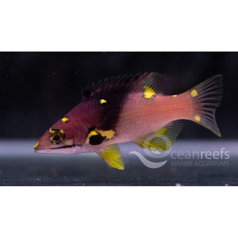 Split Level Hogfish