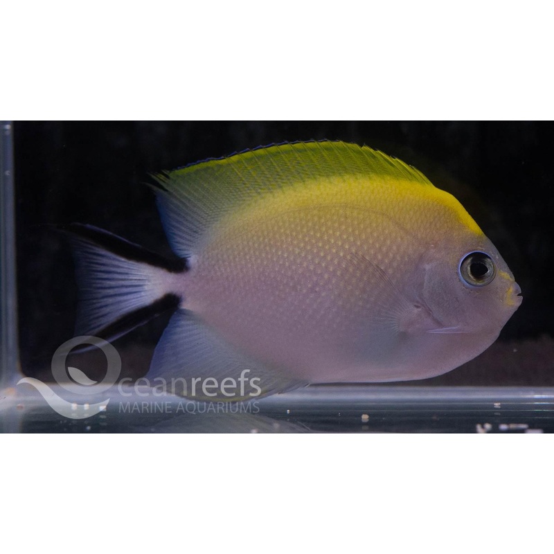 Spot Breasted Angelfish (Female)