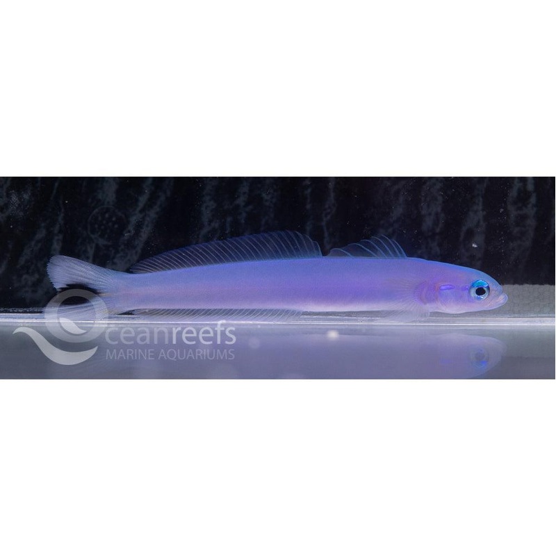 Spot Tailed Dartfish