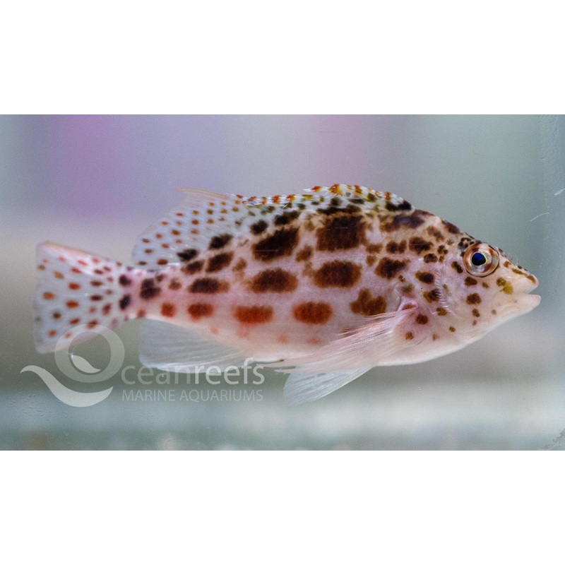 Spotted Hawkfish