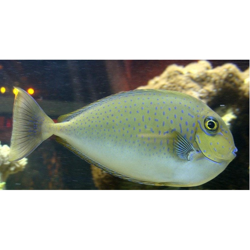 Spotted Unicorn Tang