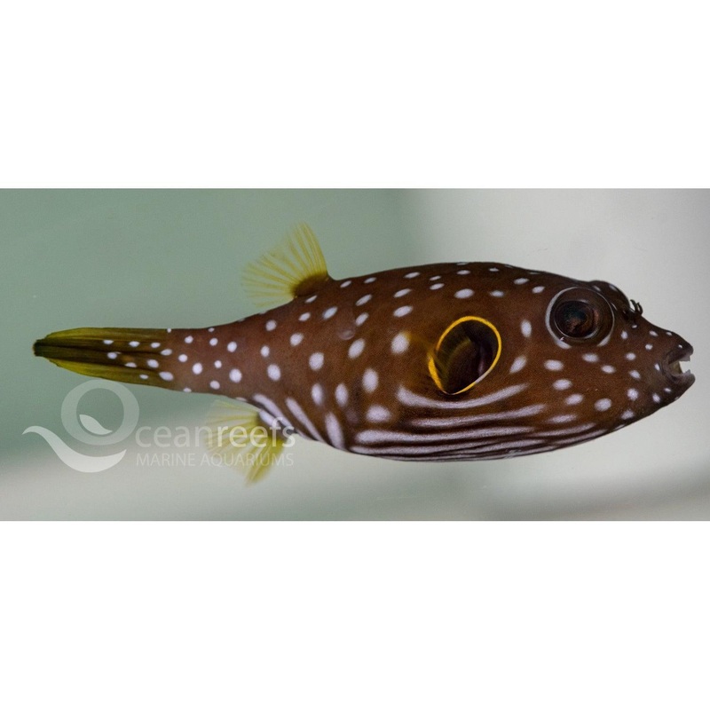 Stars and Stripes Puffer