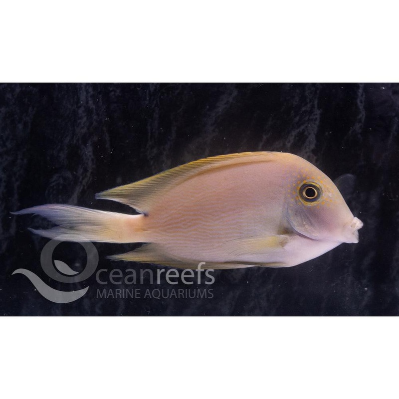 Striated Bristletooth