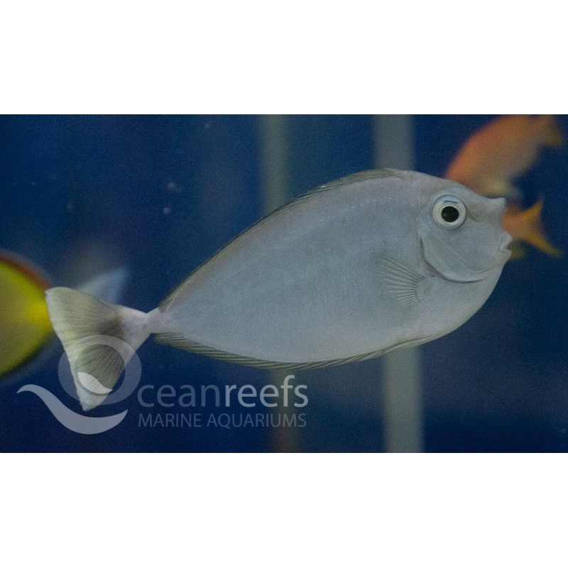 Unicorn Tang