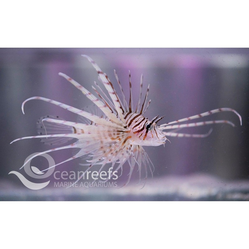 Volitans Lionfish