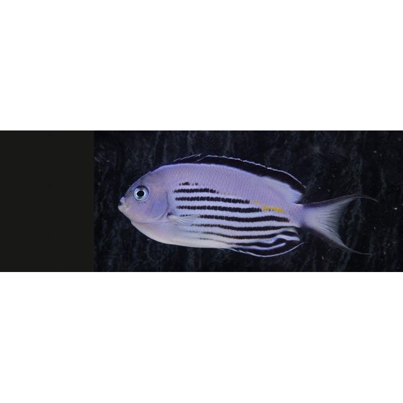 Watanabei Angelfish (Male)