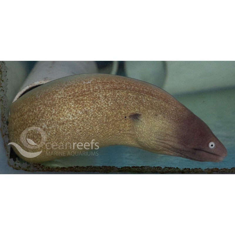 White Eyed Eel