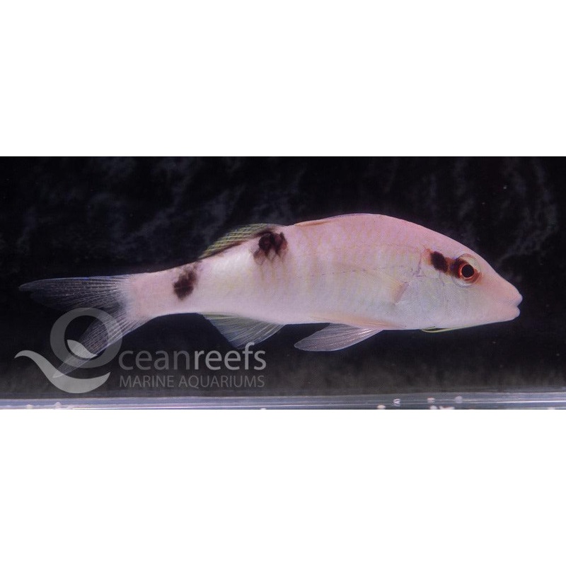 White Goatfish