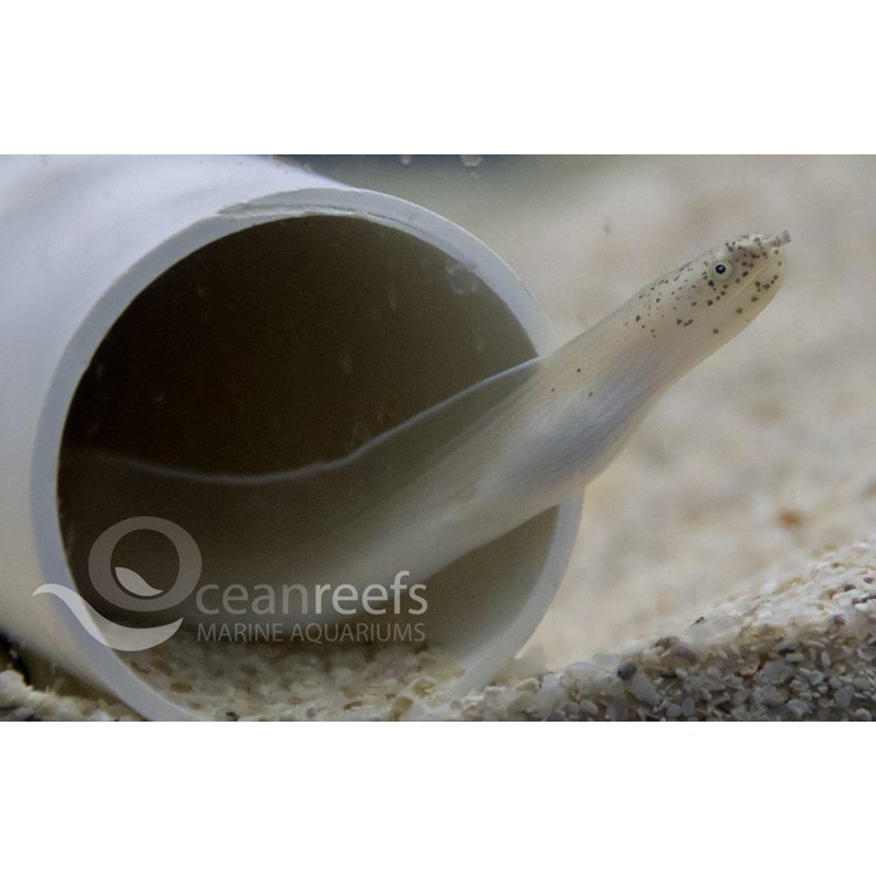 White Ribbon Eel