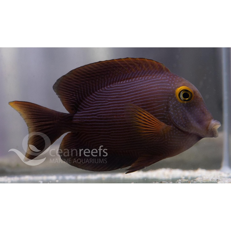 Yellow Eyed Kole Tang