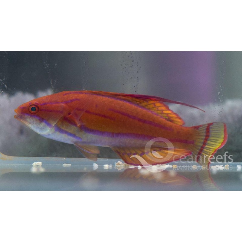 Yellow Fin Flasherwrasse