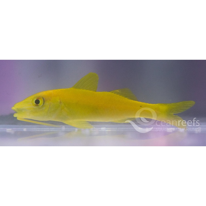 Yellow Goatfish