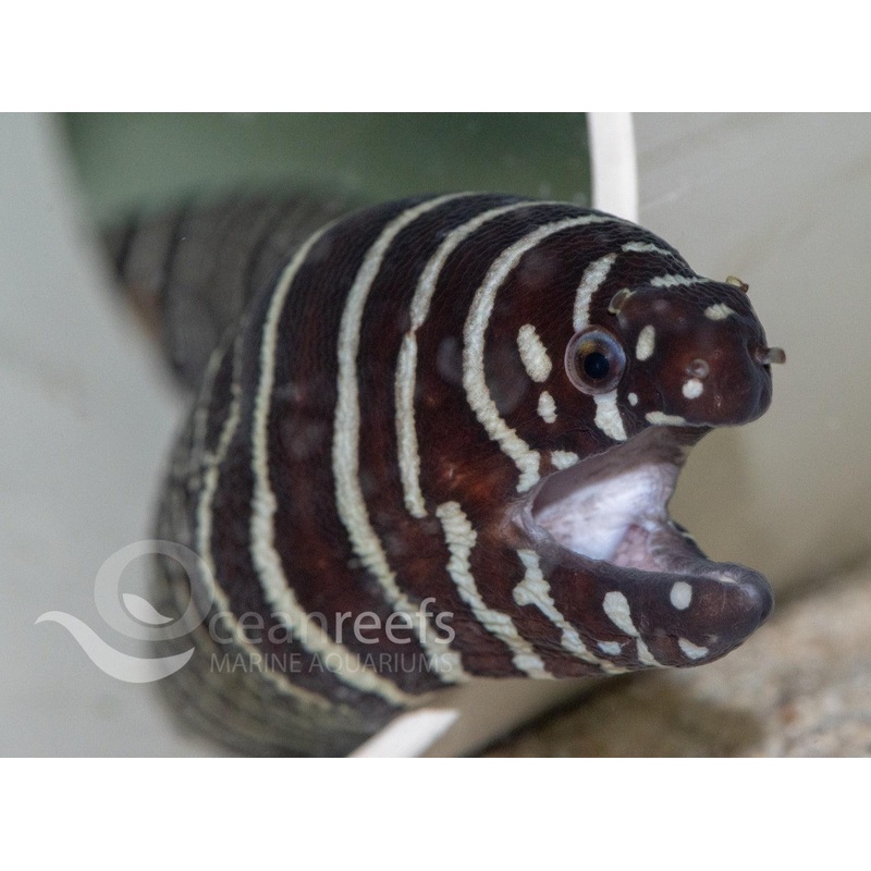 Zebra Eel