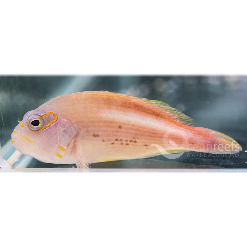 Arc Eye Hawkfish
