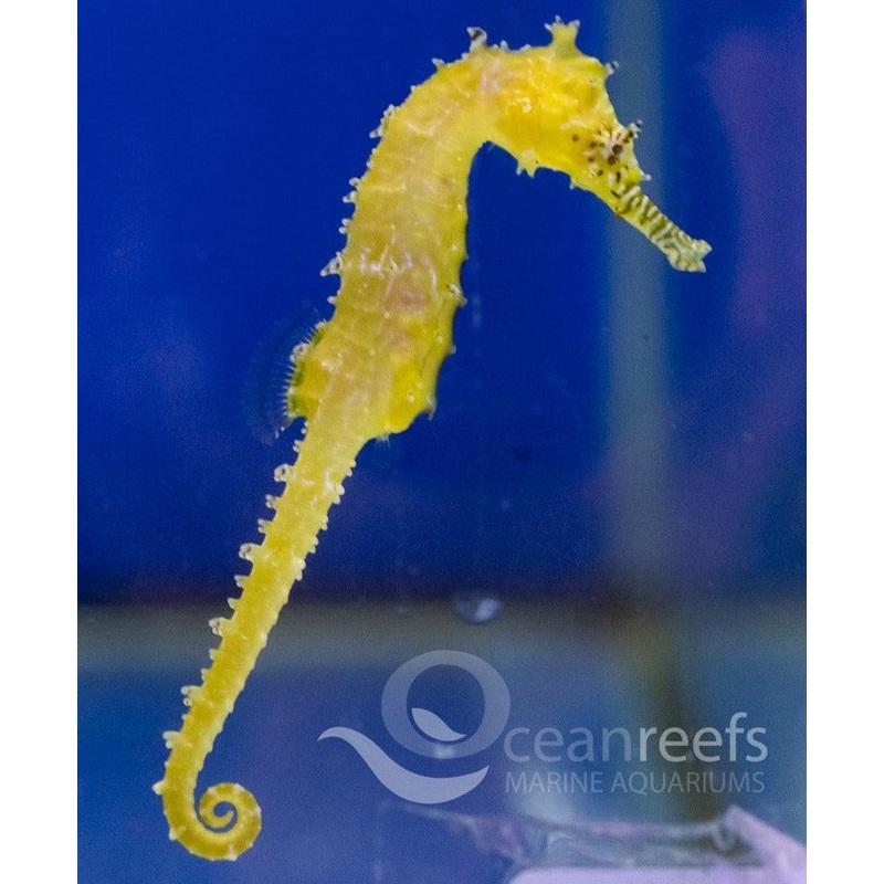 Barbouri Seahorse