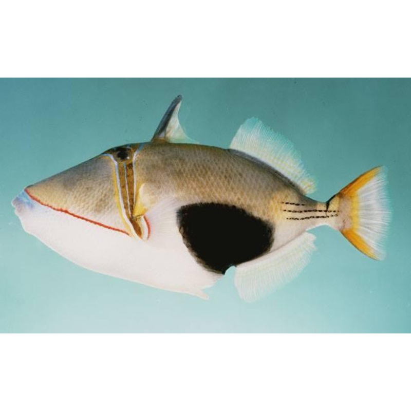 Black spot trigger