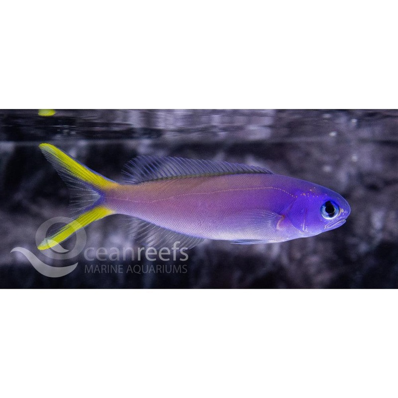 Blue Face Tilefish