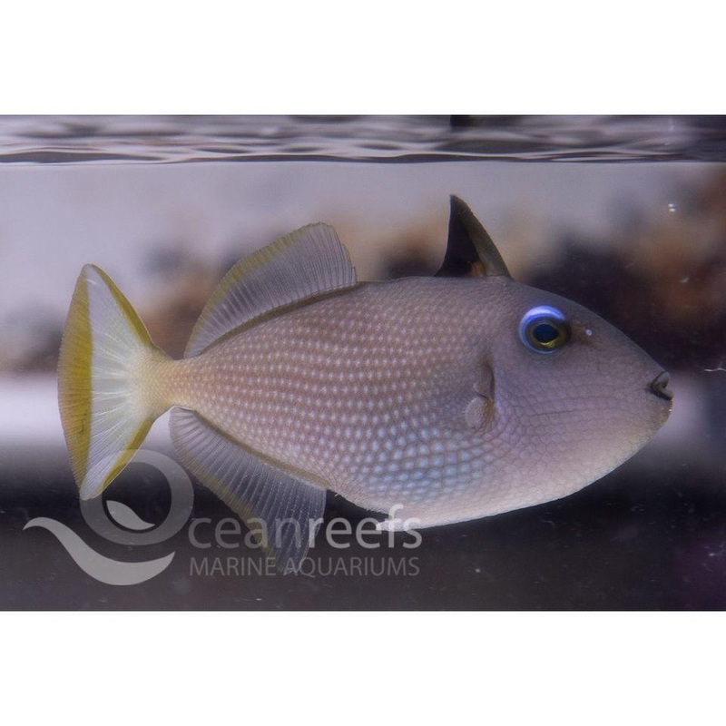 Blue Jaw Trigger Female