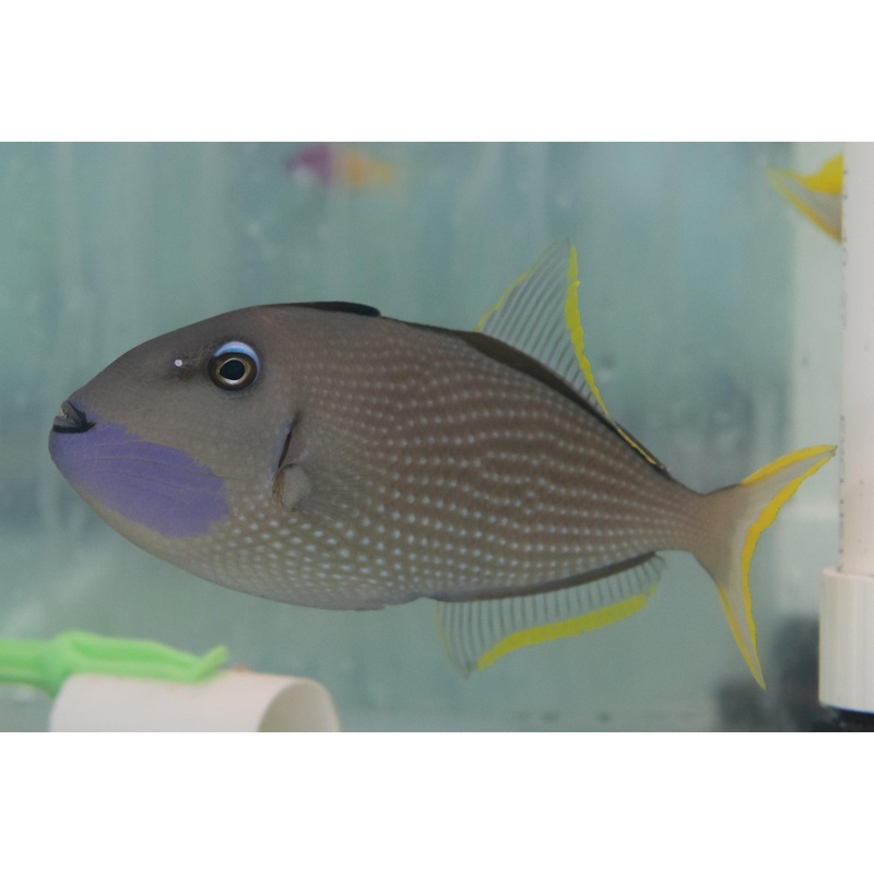 Blue jaw trigger Male