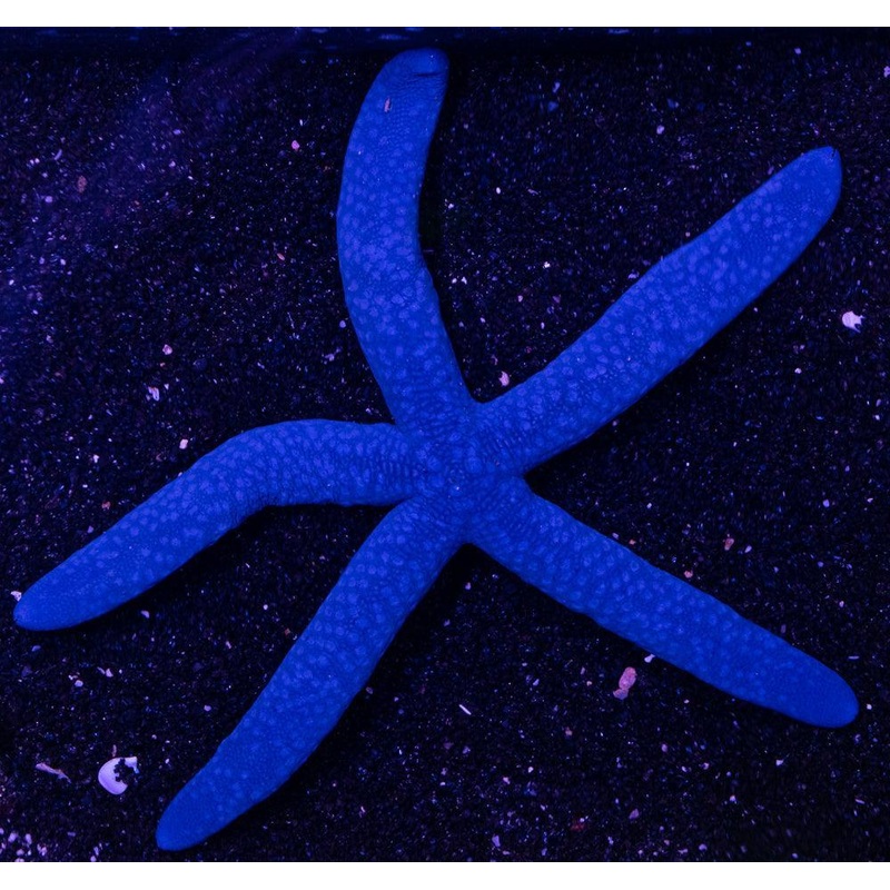 Blue Linckia