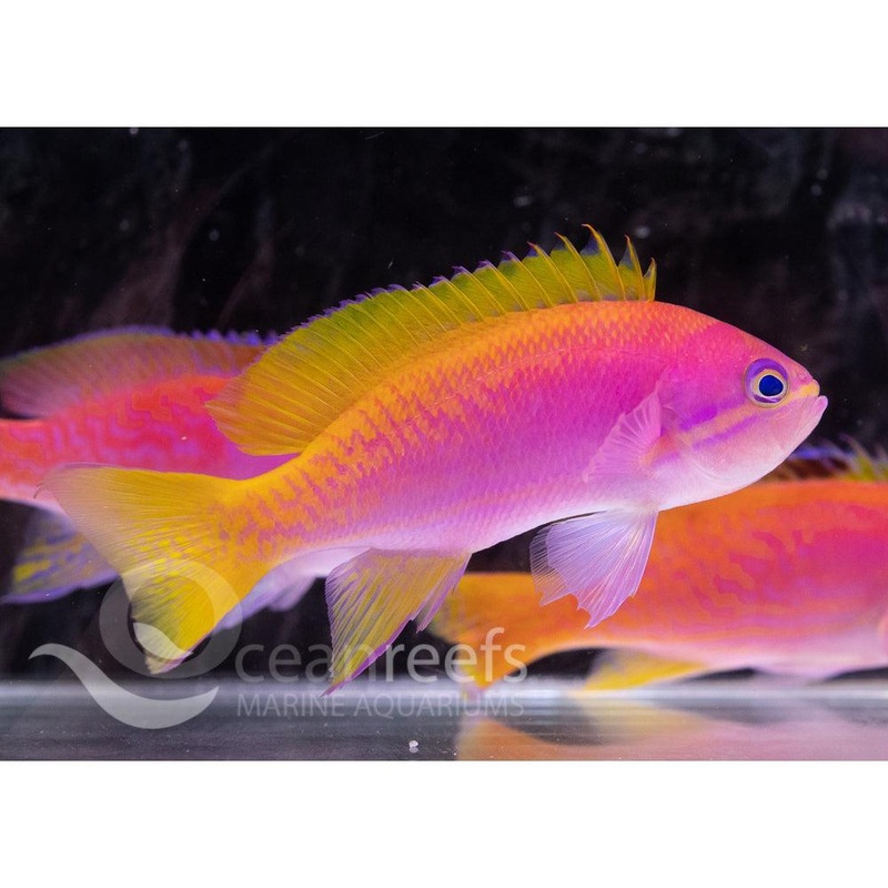 Blue Line Anthia (Female)