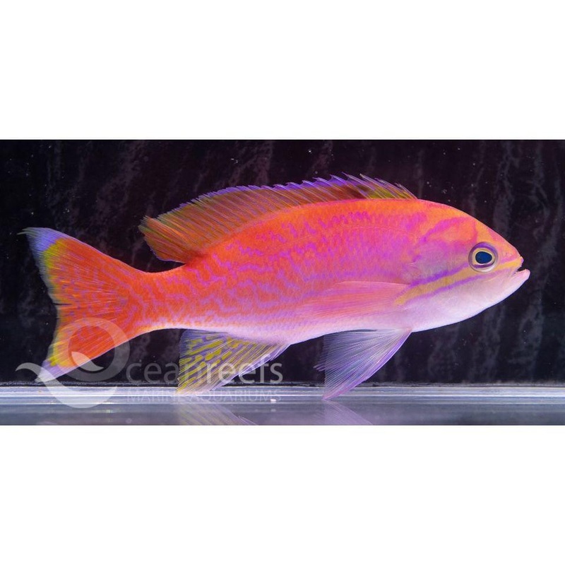 Blue Line Anthia (Male)