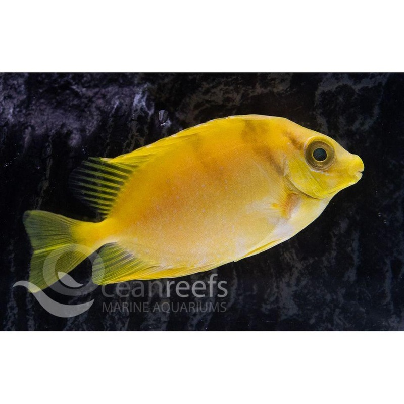 Blue Spotted Rabbitfish