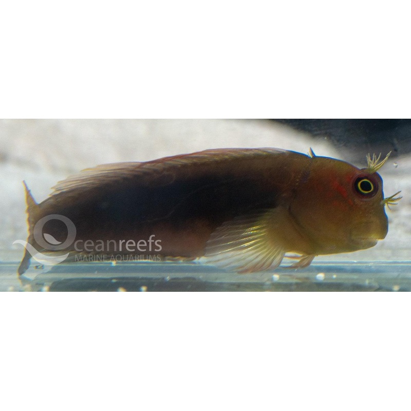 Chestnut Blenny