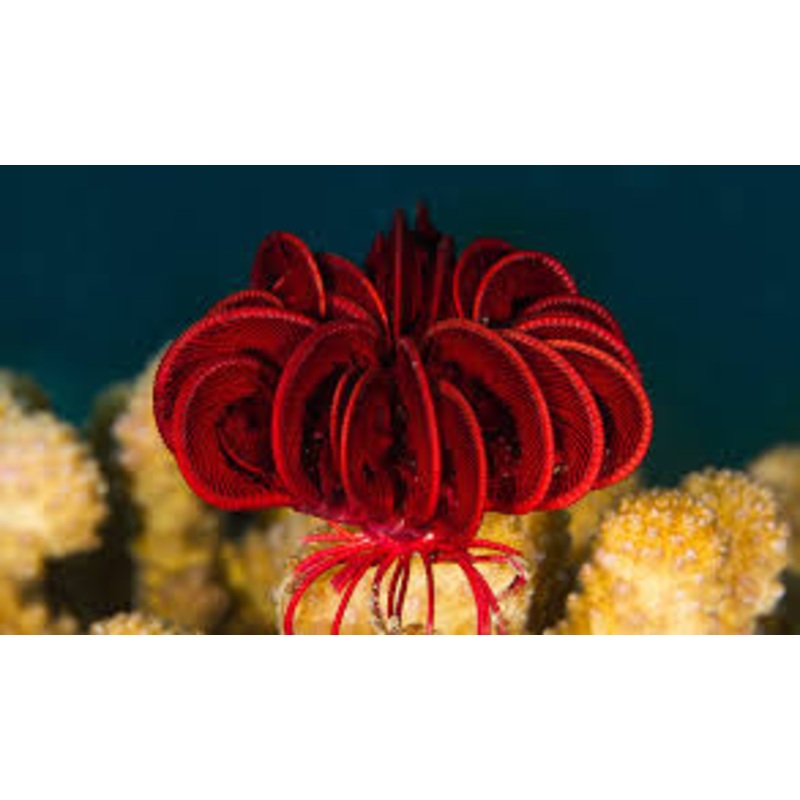Coloured feather star