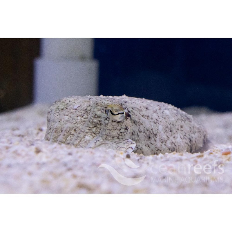 Cuttlefish