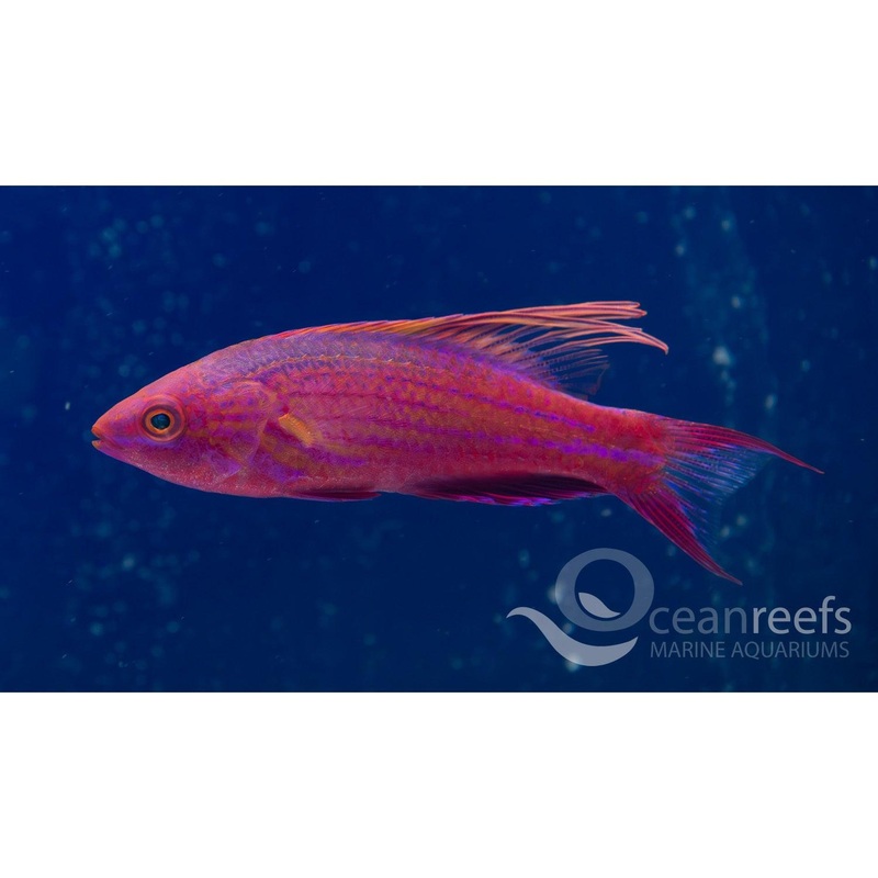 Filament Fin wrasse