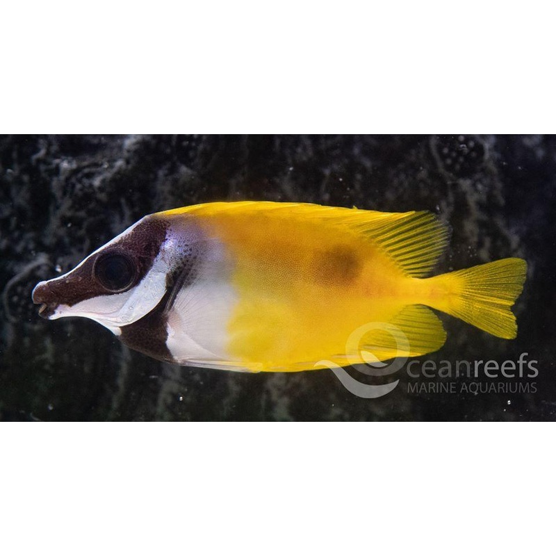 Foxface Rabbitfish